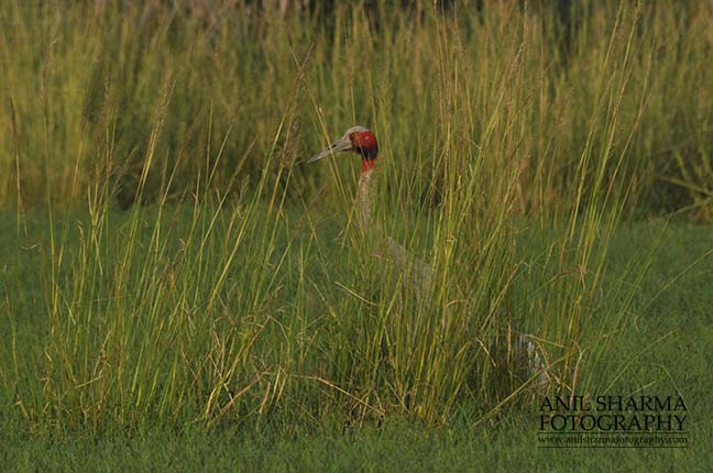Birds- Sarus Crane (Grus Antigone) Male Sarus Crane, Grus Antigone (Linnaeus) guarding nest at Greater Noida, Uttar Pradesh, India. by Anil
