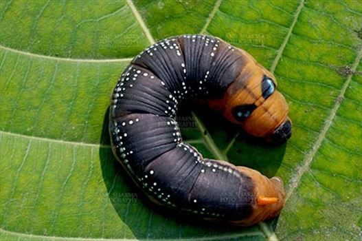 Insects- Caterpillar by Anil