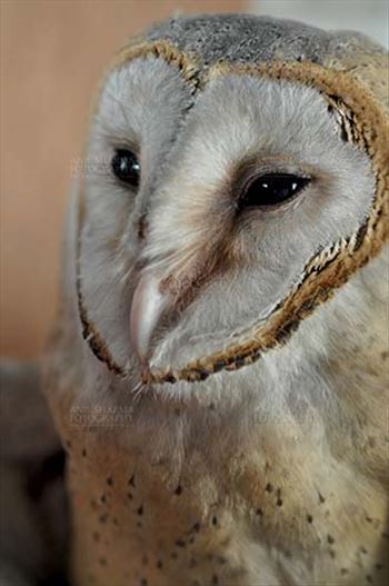 Birds- Barn Owl Tyto Alba (Scopoli) by Anil