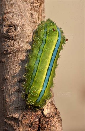 Insects- Caterpillar by Anil