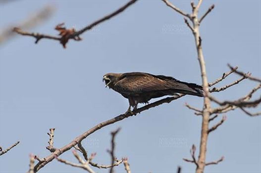 Birds-  Black Kite Milvus migrans (Boddaert) by Anil