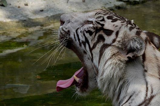 Wildlife- White Tiger (Panthera Tigris) by Anil