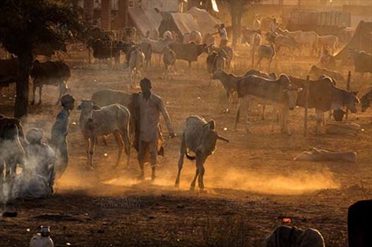 Fairs- Nagaur Cattle Fair (Rajasthan) by Anil