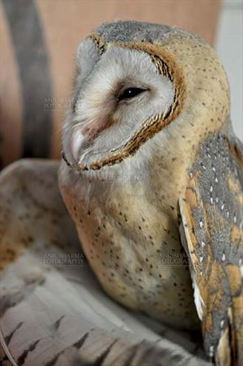 Birds- Barn Owl Tyto Alba (Scopoli) by Anil