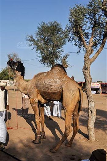Fairs- Nagaur Cattle Fair (Rajasthan) by Anil