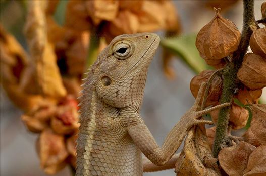 Reptiles- Oriental Garden Lizard by Anil