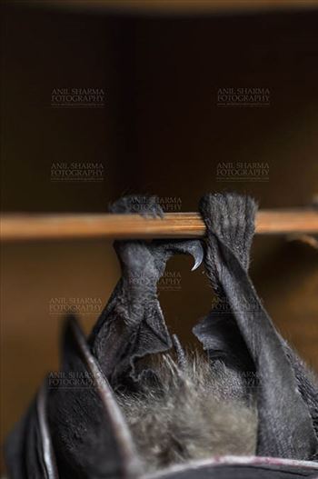 Wildlife- Indian Fruit Bat (Petrous giganteus) by Anil