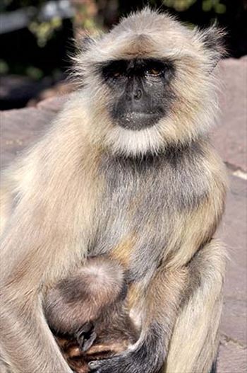 Wildlife- Gray or Common Indian Langur (India) by Anil