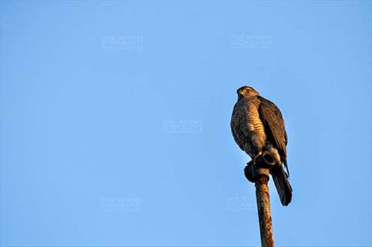 Birds- Shikra Accipiter badius (Gmelin) by Anil