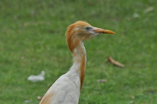 Birds- Cattle Egret (Bubulcus ibis) by Anil