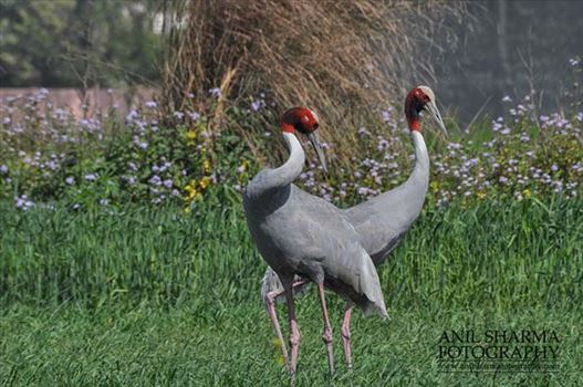 Birds- Sarus Crane (Grus Antigone) by Anil