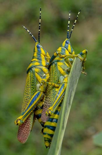 Insects- Indian Painted Grasshopper by Anil