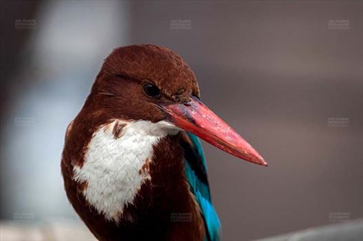 Birds- Whitebreasted Kingfisher (Halcyon smyrnensis) by Anil