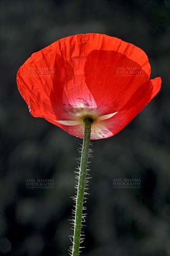 Flowers- Poppy Flowers (Papaver oideae) by Anil