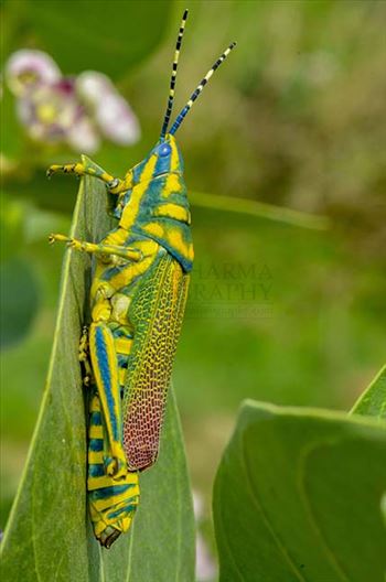 Insects- Indian Painted Grasshopper by Anil
