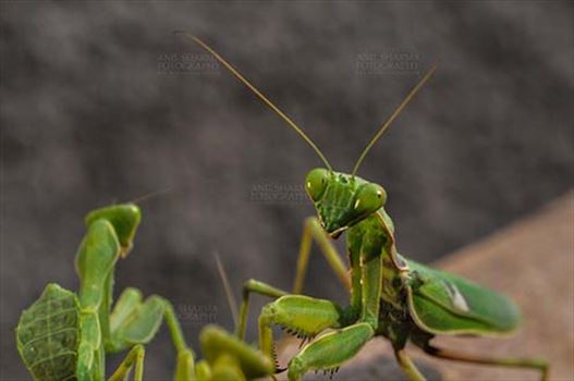 Insect- Praying Mantis by Anil