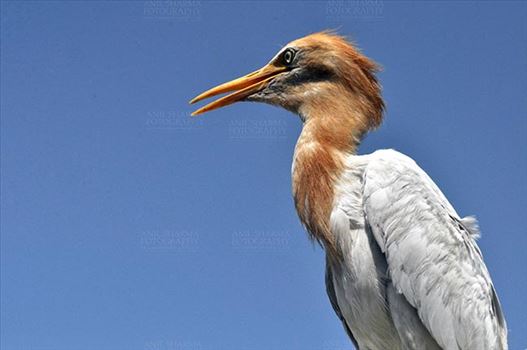 Birds- Cattle Egret (Bubulcus ibis) by Anil