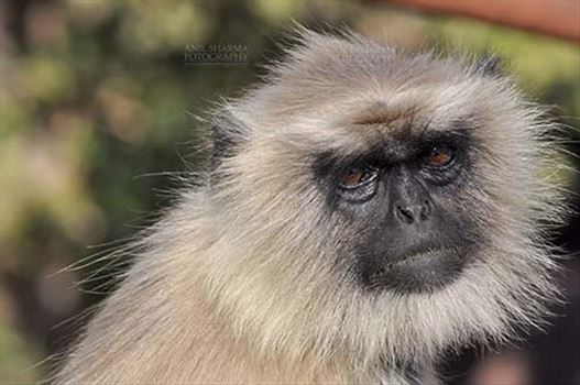 Wildlife- Gray or Common Indian Langur (India) by Anil