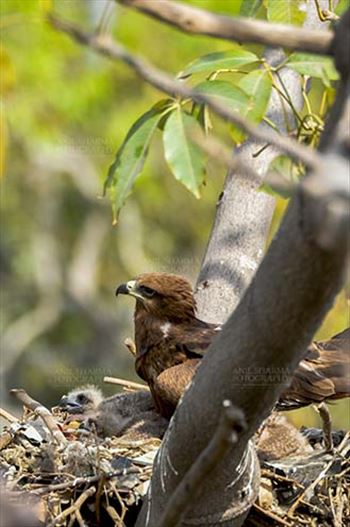 Birds-  Black Kite Milvus migrans (Boddaert) by Anil