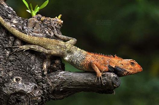 Reptiles- Oriental Garden Lizard by Anil