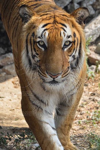 Wildlife- Royal Bengal Tiger (Panthera Tigris Tigris) by Anil