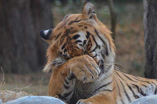 Wildlife- Royal Bengal Tiger (Panthera Tigris Tigris) by Anil