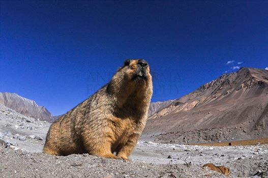 Wildlife- The Himalayan Marmots, J & K (India) by Anil