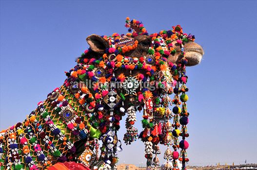 Festivals- Jaisalmer Desert Festival, Rajasthan - Decorated camel for best decorated camel competition at jaisalmer desert fair.