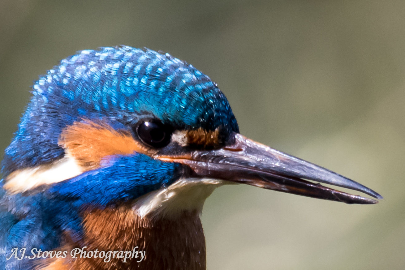Kingfisher 03 Kingfishers are just so lovely to photograph, but they are very hard to find and then get them to sit for a photograph by AJ Stoves Photography