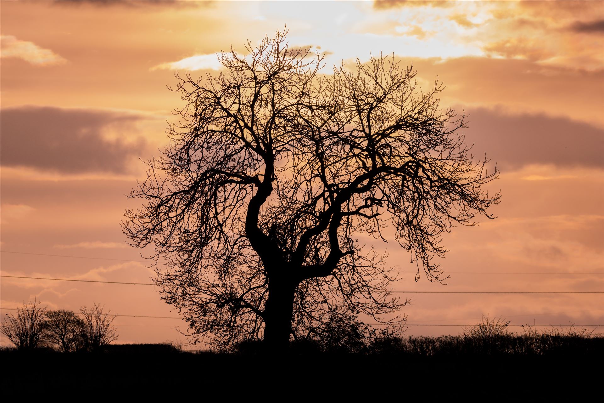 Single Tree Sunset A single tree at sunset on the hills around Lake Windermere by AJ Stoves Photography