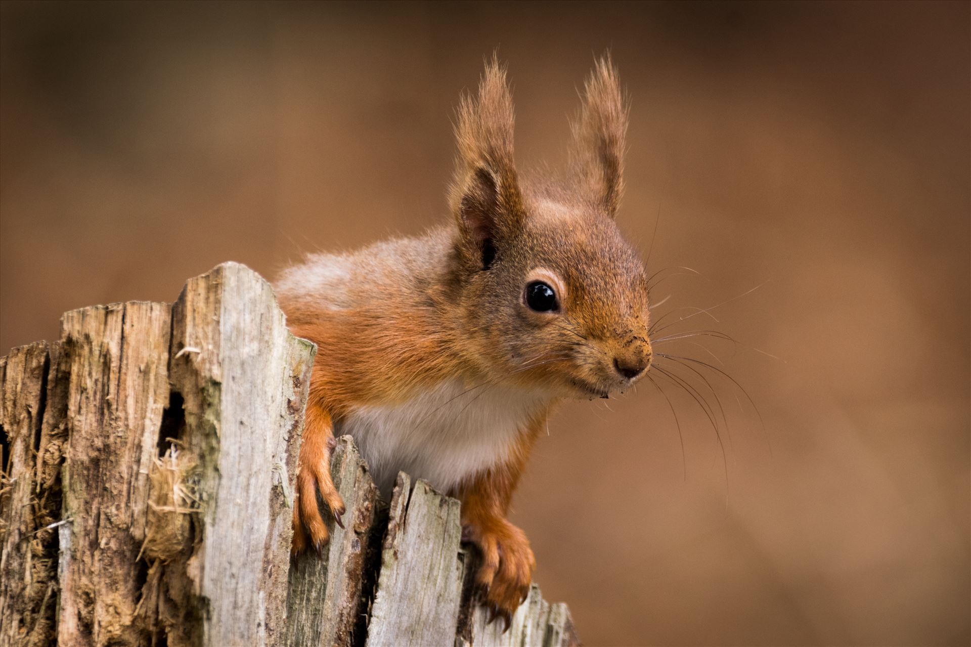 Red Squirrel Autumn Colours Red Squirrel, taken at Pow Hill in the Autumn of 2017 by AJ Stoves Photography