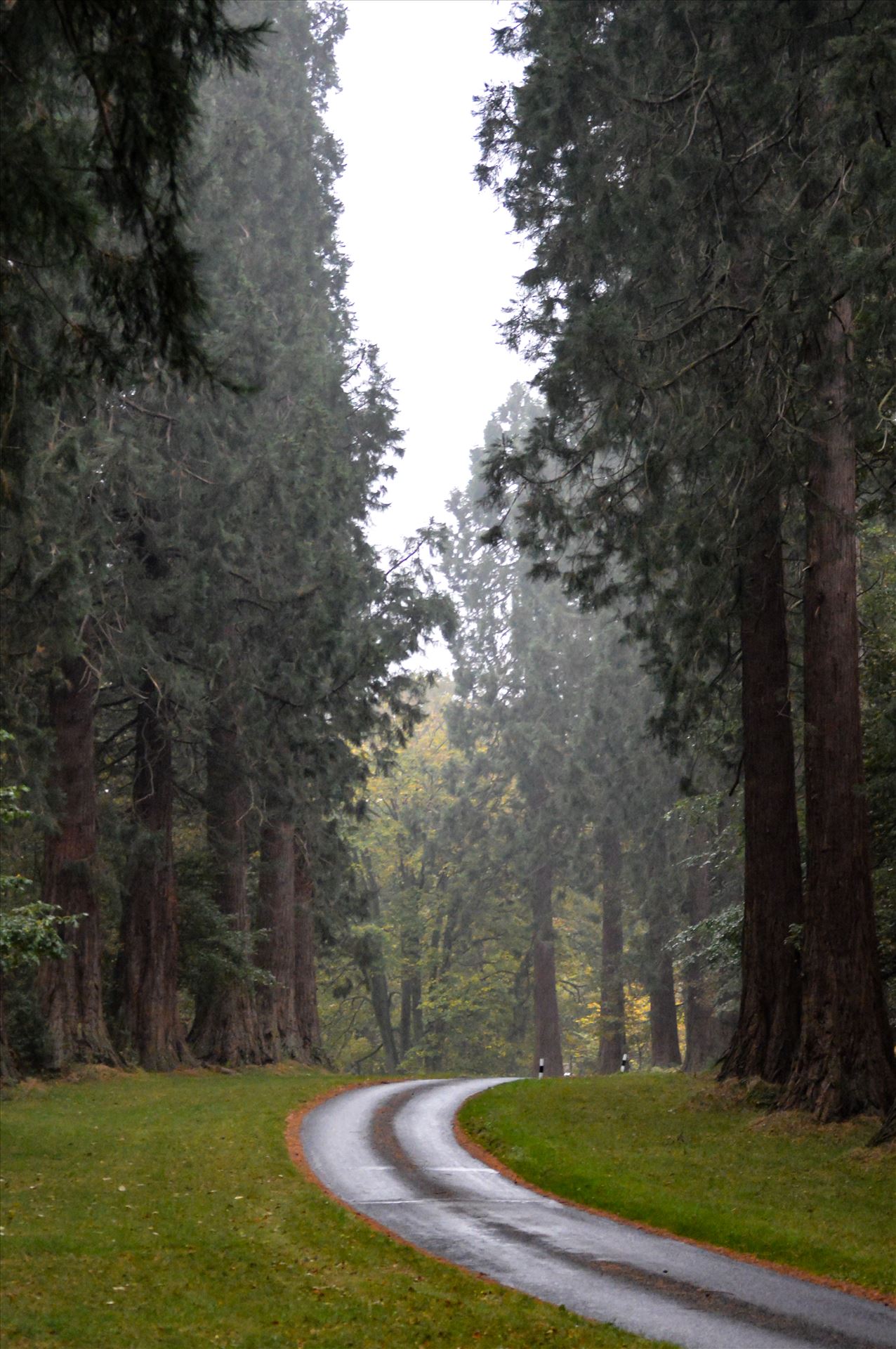 Redwood Tree's Minsteracres Retreat This is the sight you see driving up to Minsteracres retreat centre by AJ Stoves Photography