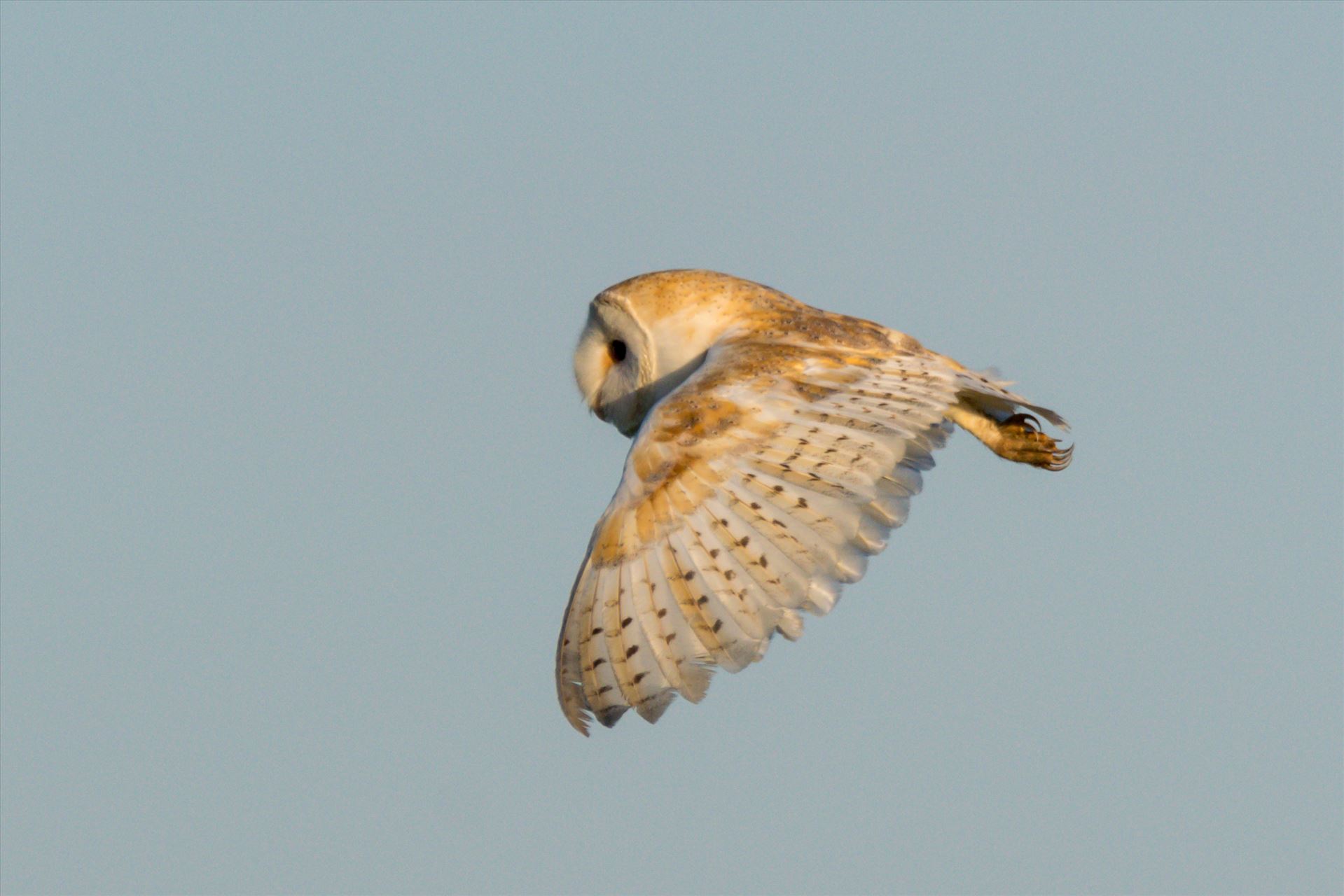 Barn Owl on the hunt 05 A Barn Owl on the hunt for its breakfast by AJ Stoves Photography
