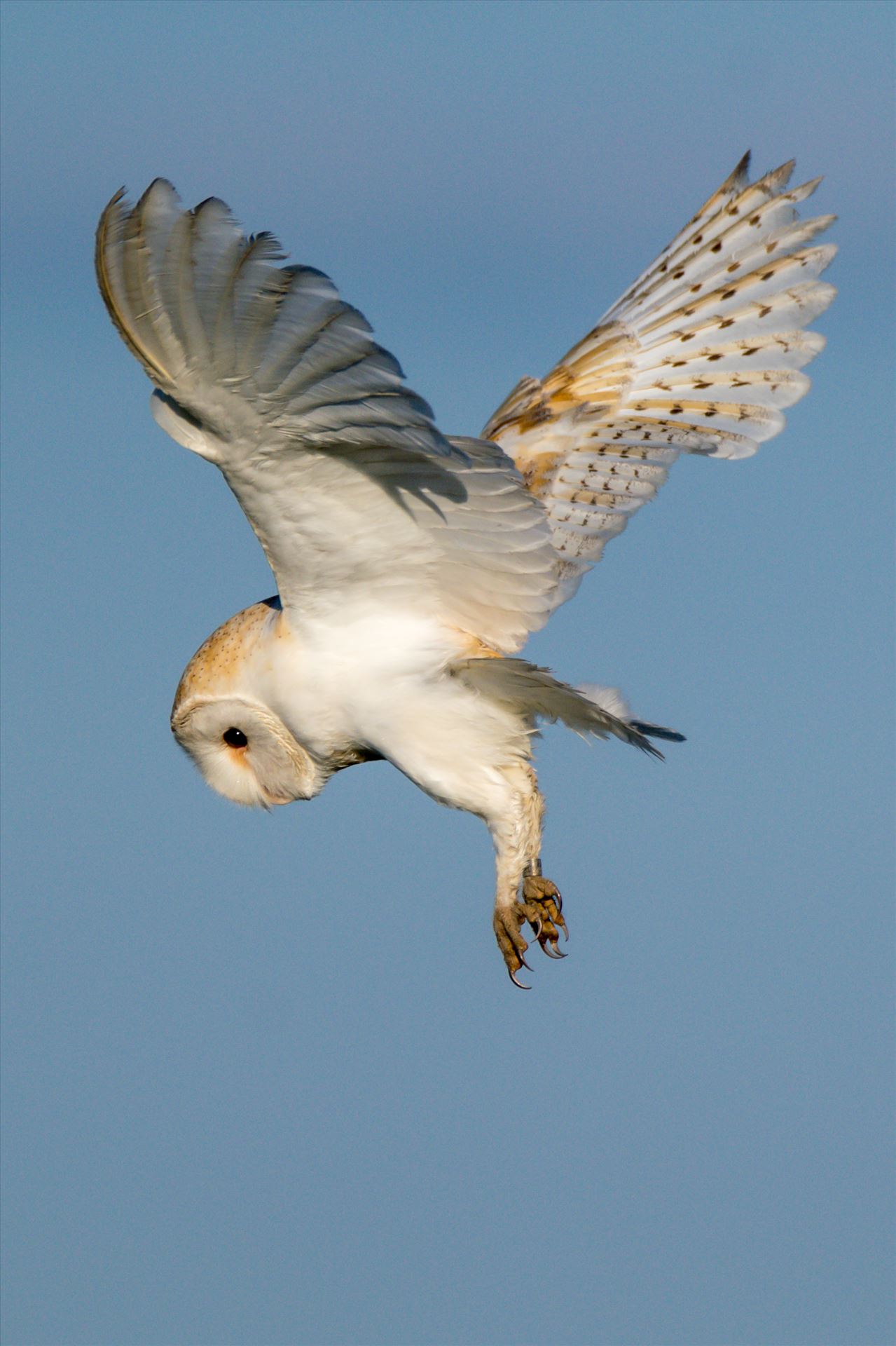 Barn Owl on the hunt 02 A Barn Owl on the hunt for its breakfast by AJ Stoves Photography