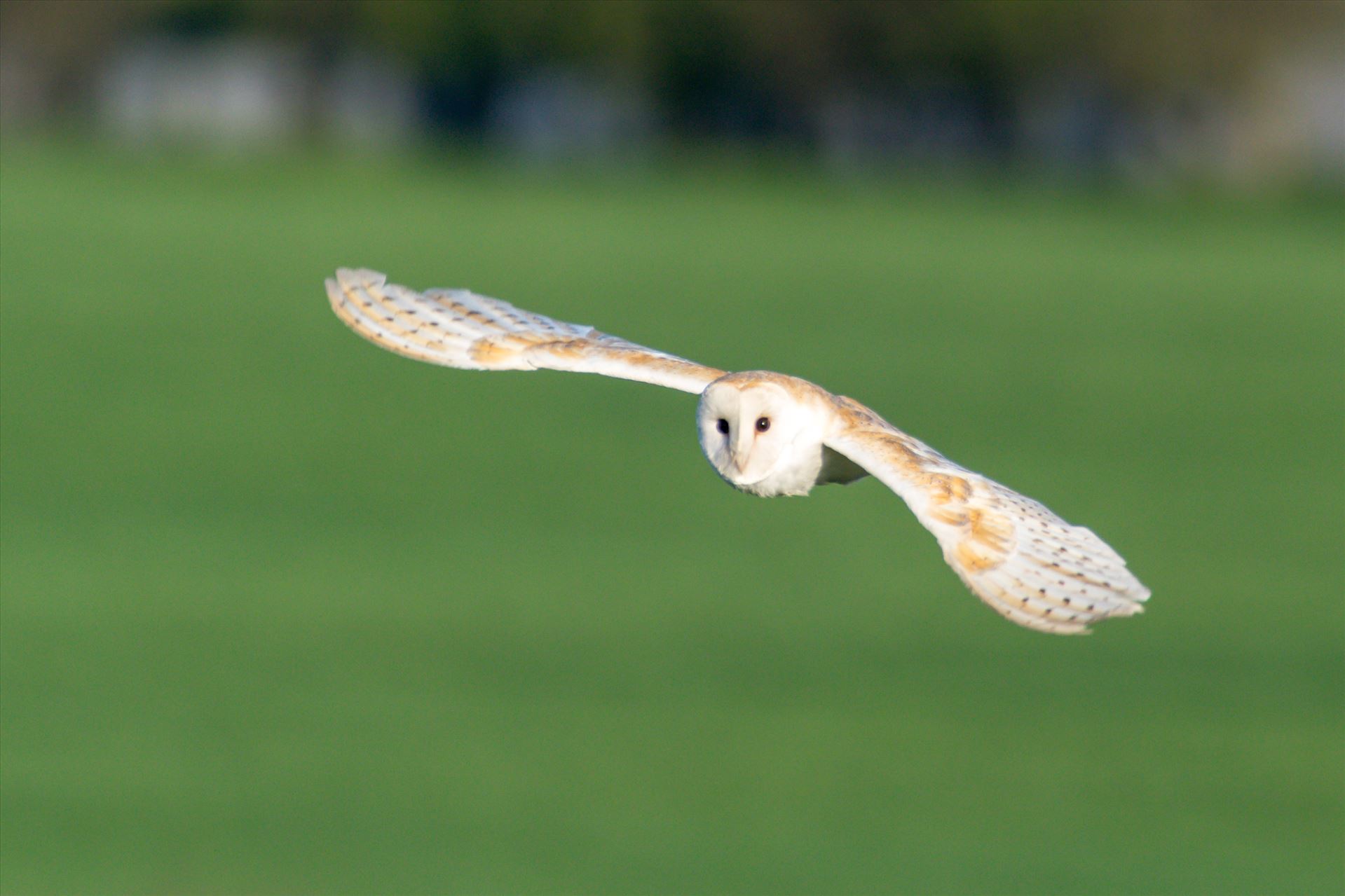 Barn Owl on the hunt 04 A Barn Owl on the hunt for its breakfast by AJ Stoves Photography