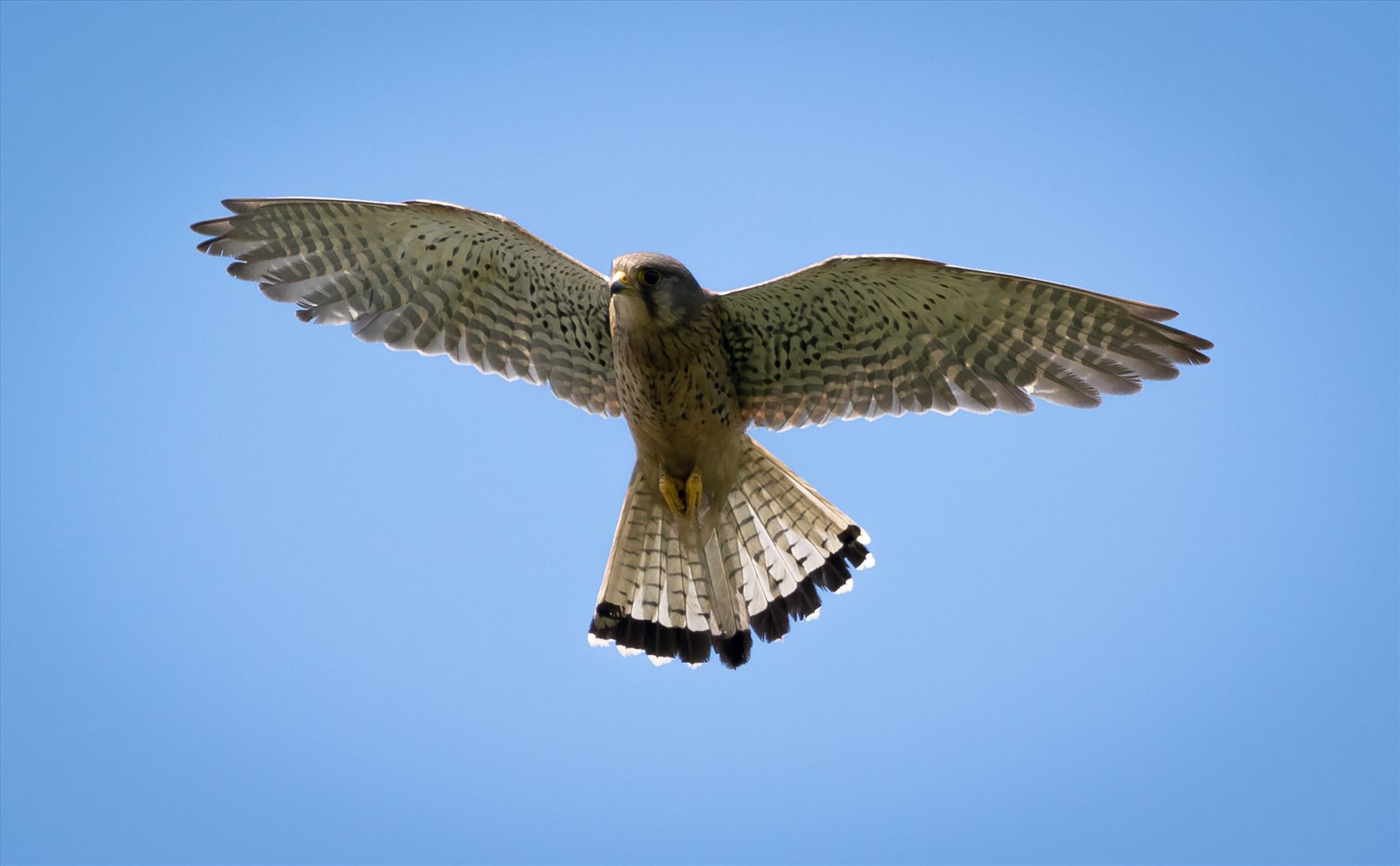 Kestrel hunting at RSPB Saltholme, Came out of one of the hides at RSPB Salyholme and this beauty was hovering just above me. by AJ Stoves Photography