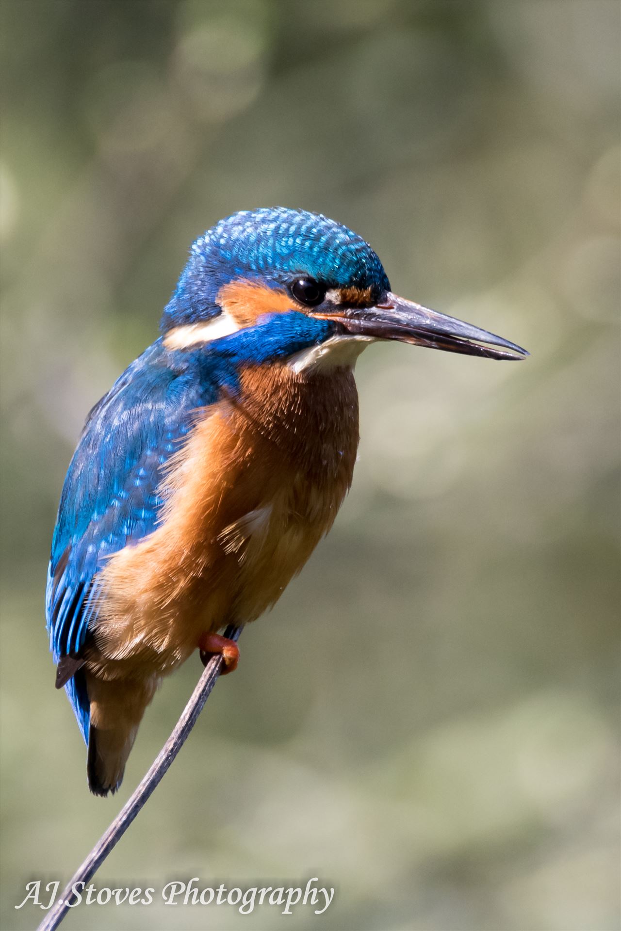 Kingfisher 02 Kingfishers are just so lovely to photograph, but they are very hard to find and then get them to sit for a photograph by AJ Stoves Photography