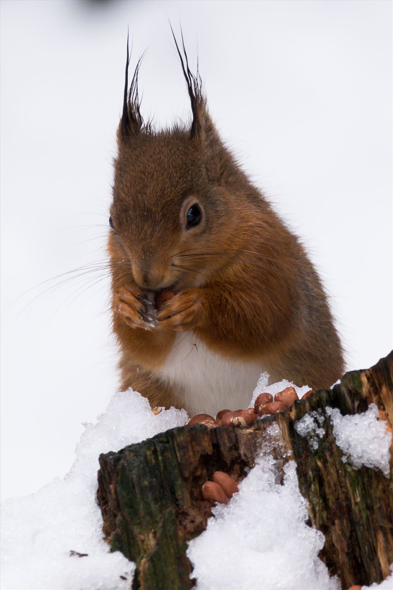 Red Squirrel in the Snow Red Squirrel, taken at Pow Hill March 2018, after The Beast from the East hit by AJ Stoves Photography