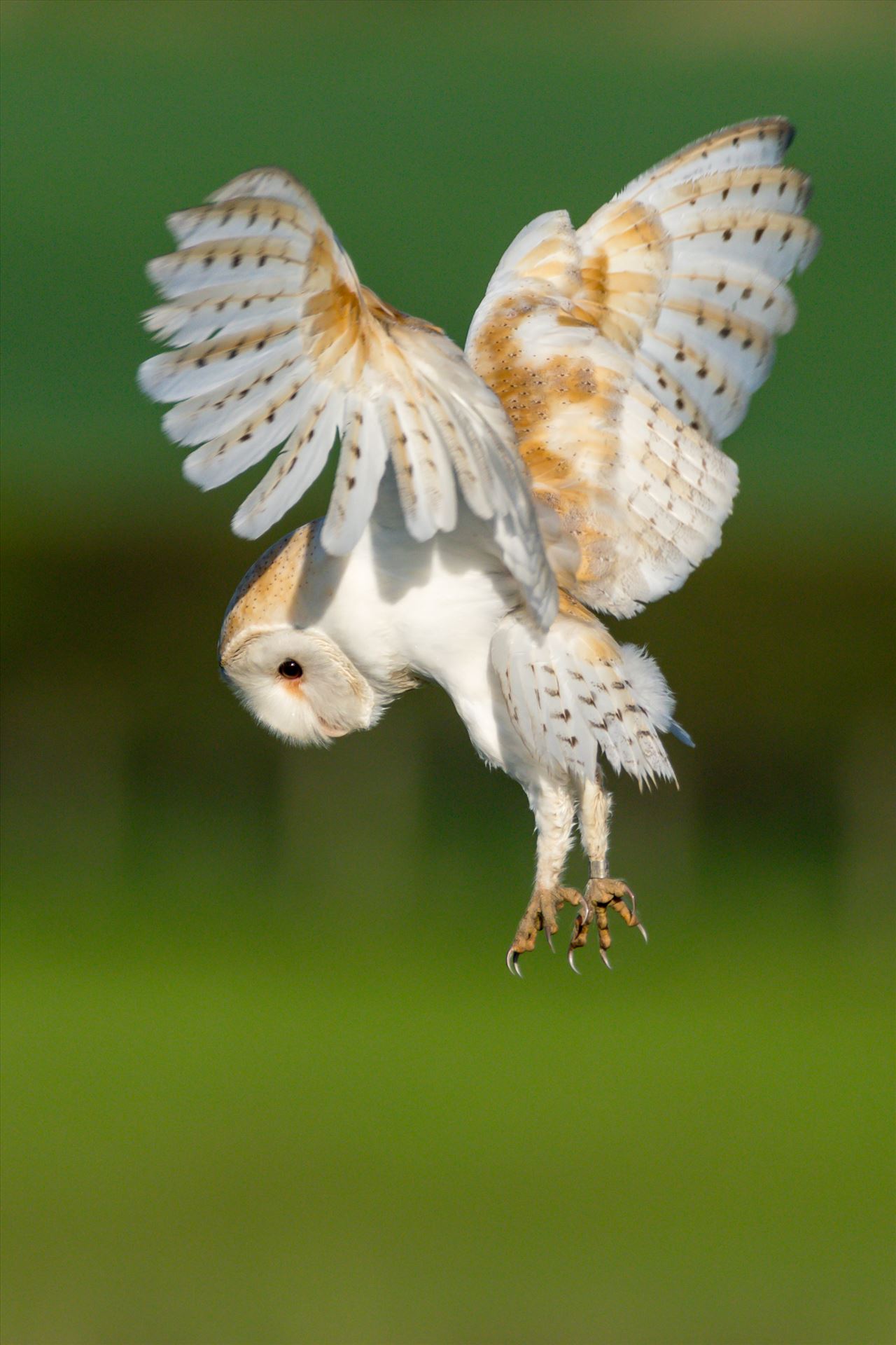Barn Owl on the hunt 01 A Barn Owl on the hunt for its breakfast by AJ Stoves Photography