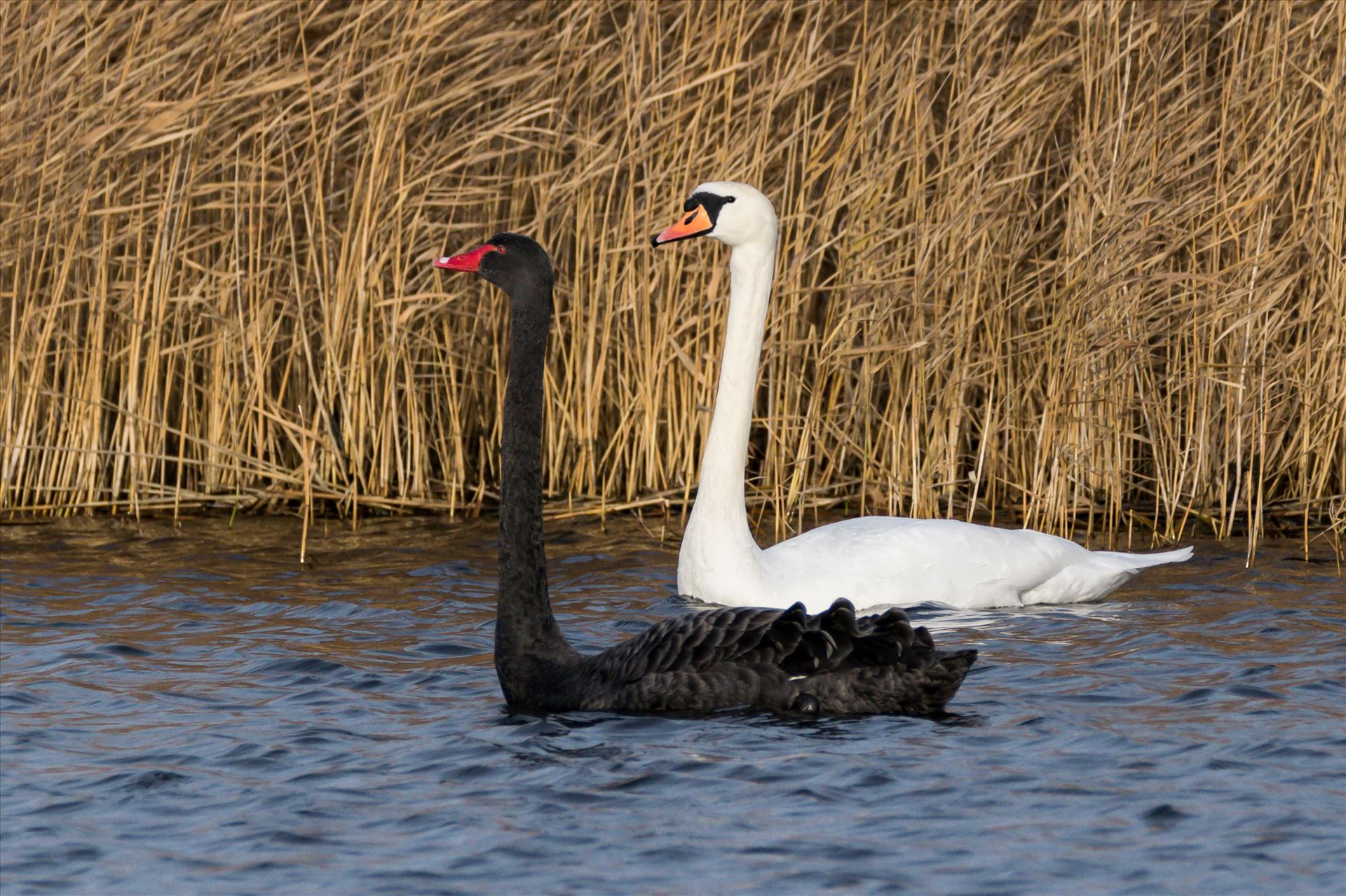 Black and White Swan RSPB Saltholme Black and White Swans, hardly ever see them together, taken at RSPB Saltholme by AJ Stoves Photography