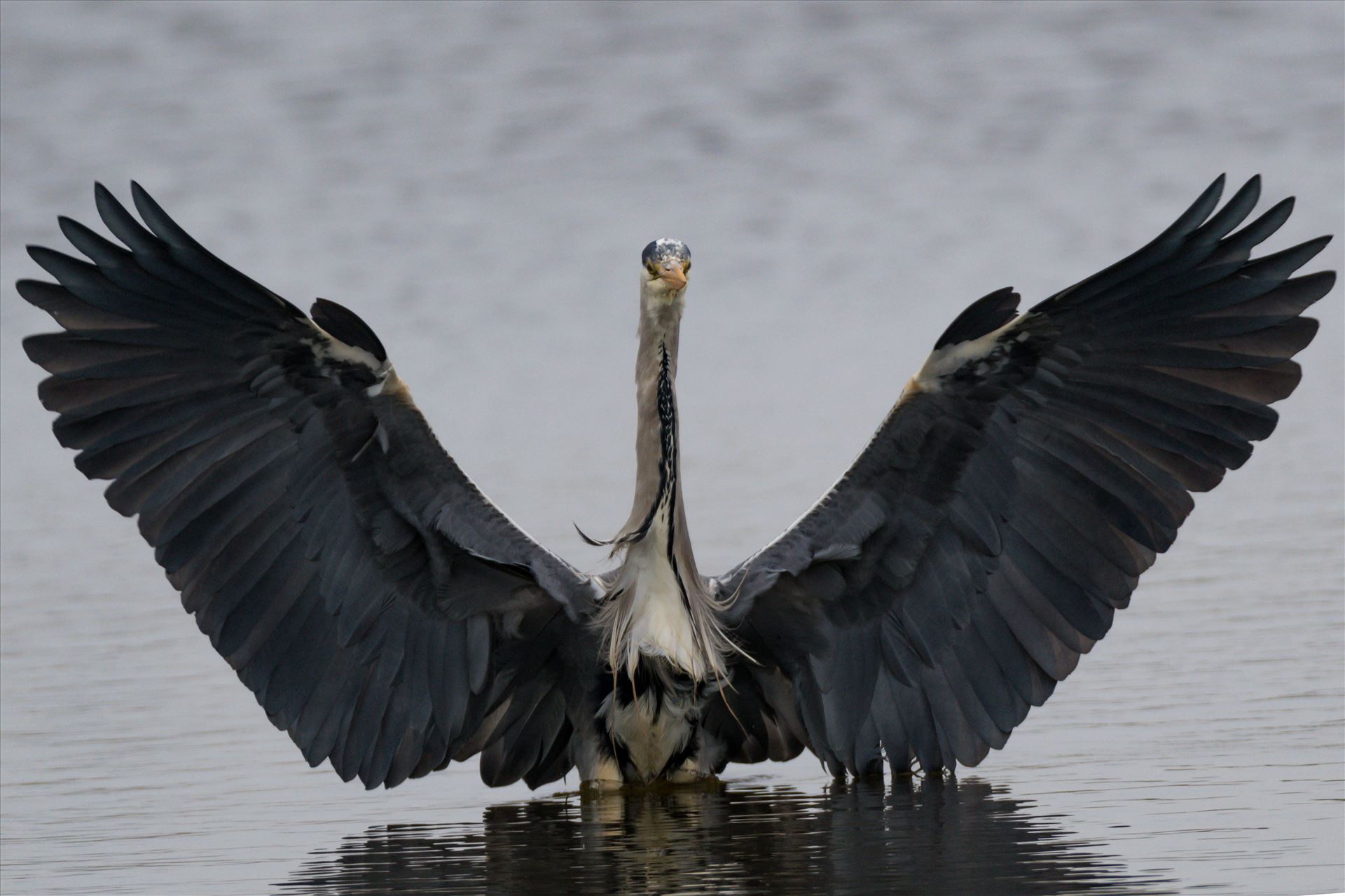 Grey Heron coming in to land at RSPB Saltholme I was in the right place at the right time to capture this landing Grey Heron by AJ Stoves Photography