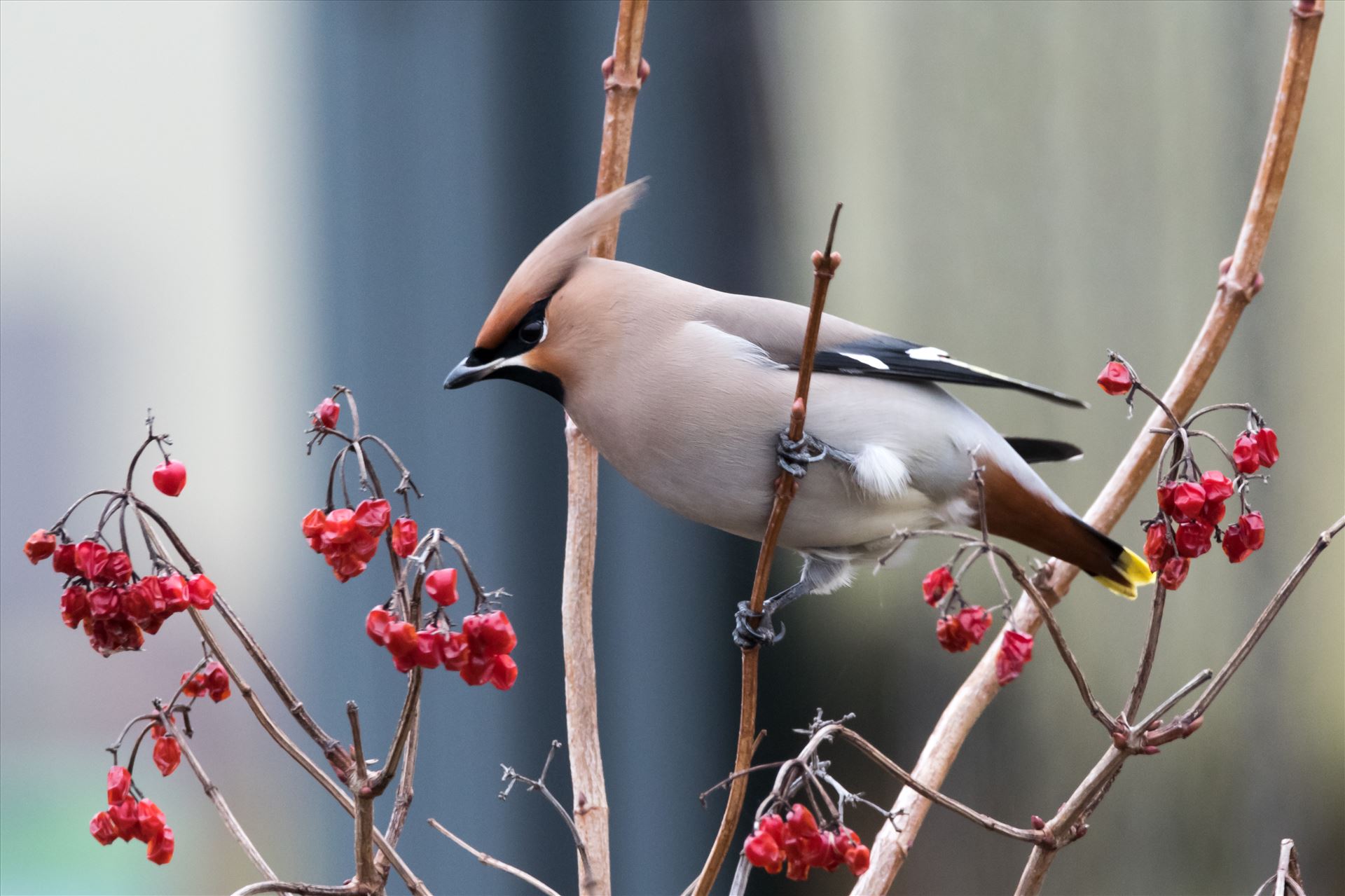 Waxwing RSPB Saltholme A winter visiter, Waxwing, taken in January 2017 at RSPB Saltholme by AJ Stoves Photography