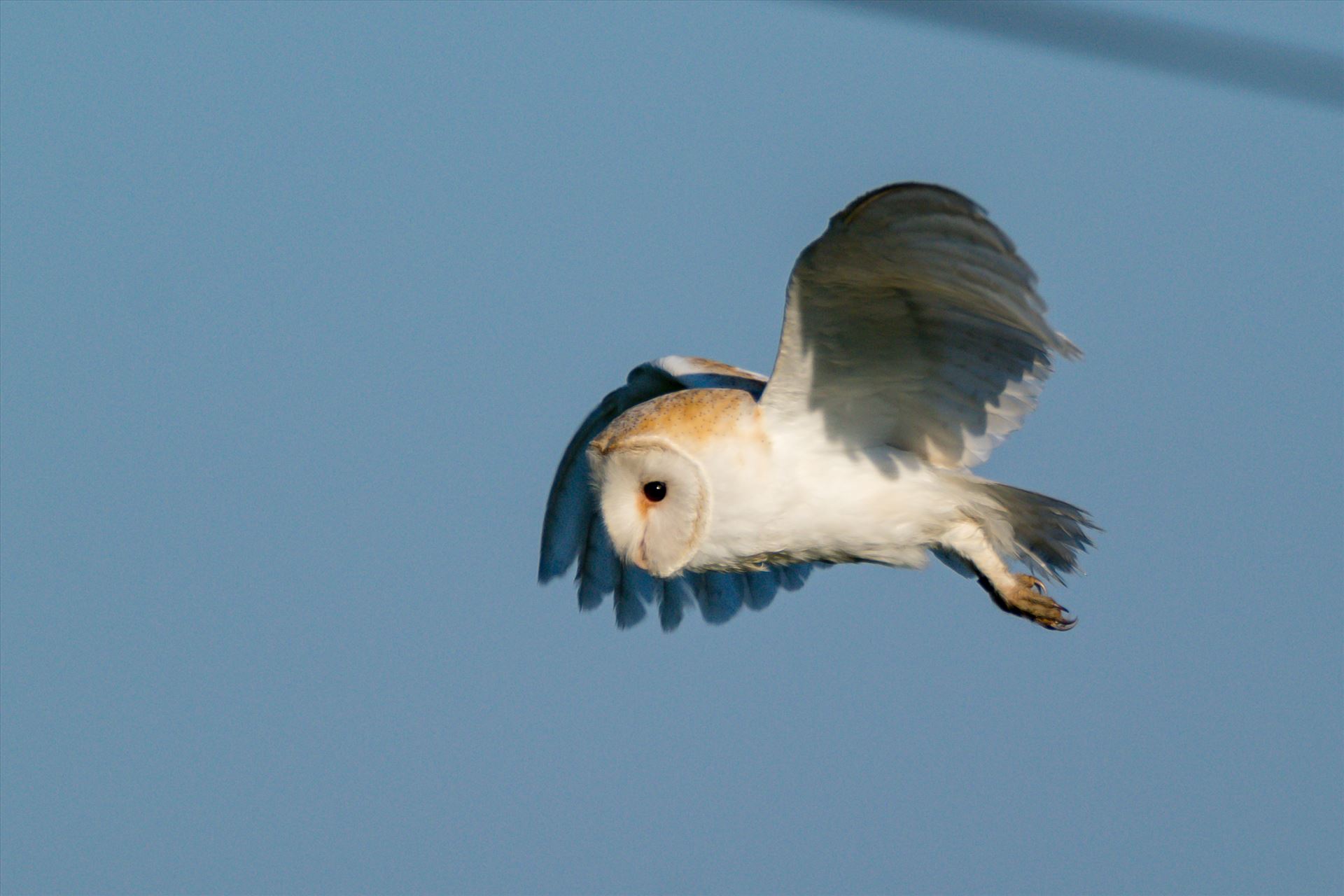 Barn Owl on the hunt 03 A Barn Owl on the hunt for its breakfast by AJ Stoves Photography