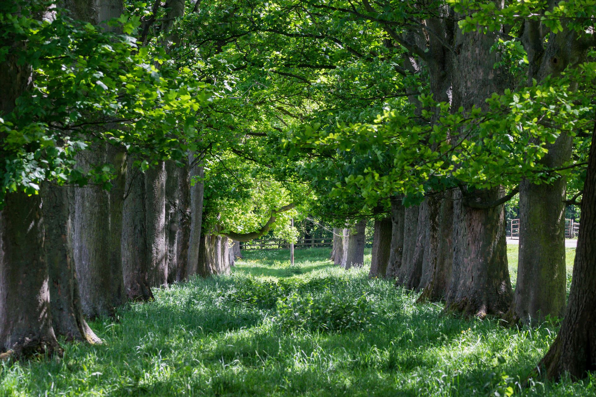 Summer Avenue of Tree's An Avenue of tree's taken in the summer of 2017 by AJ Stoves Photography