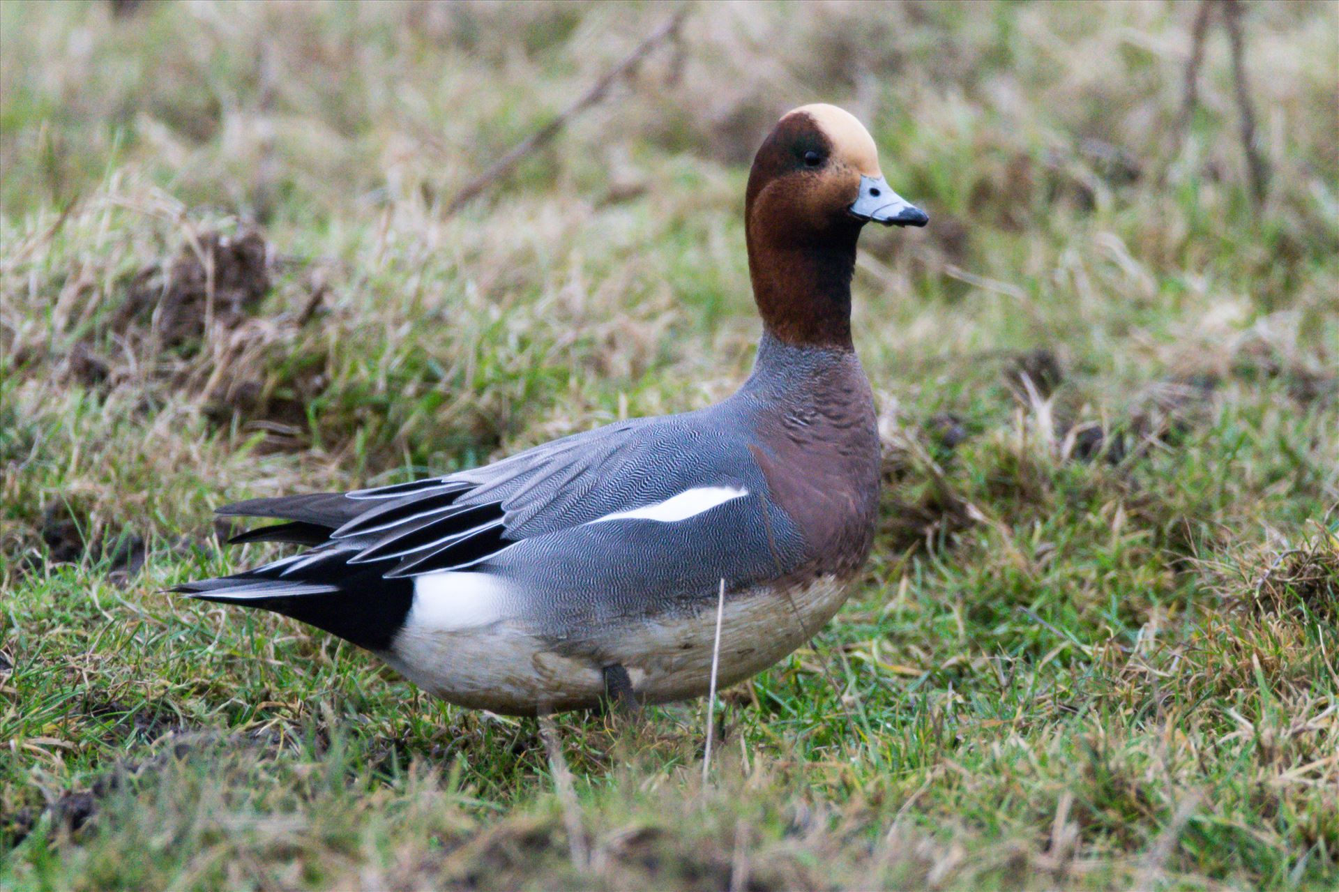 Wigeon, Taken at North Gare, Seaton A Wigeon taken at North Gare, Seaton by AJ Stoves Photography