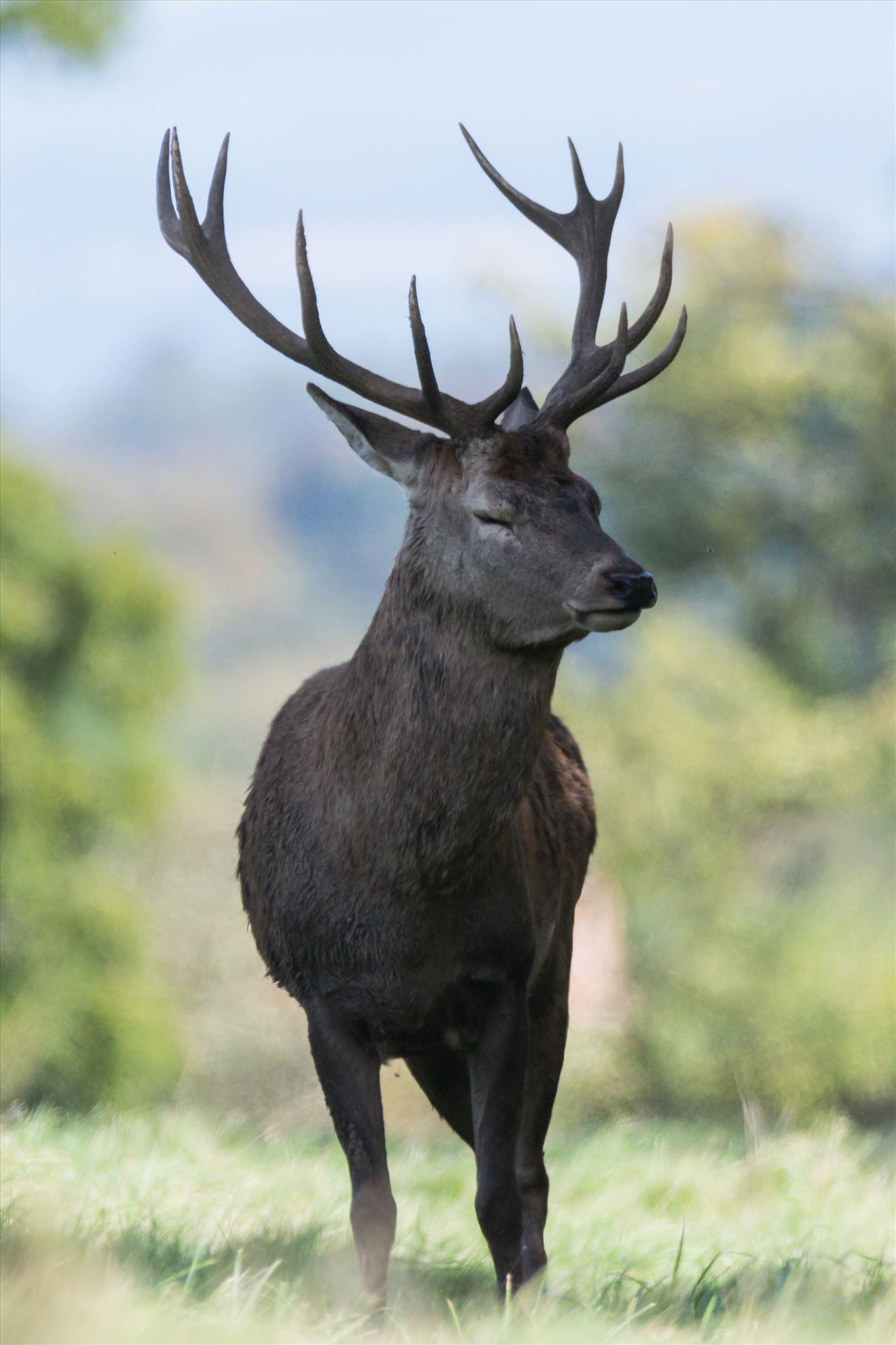 Stag Deer, taken at Studley Royal deer Patk Taken in September 2017 at Studley Royal Park by AJ Stoves Photography