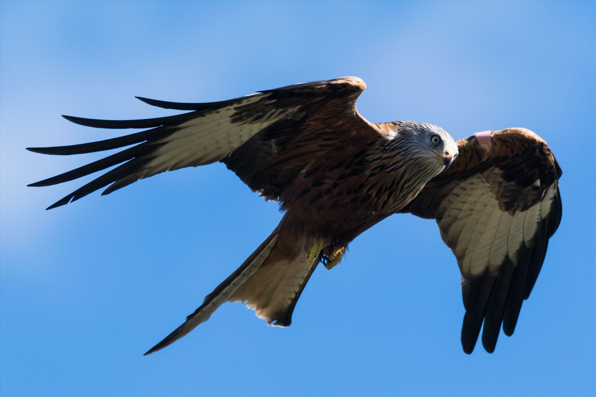 Red Kite on the Wind A red Kite on the Wind, taken at Far Pastures in 2017 by AJ Stoves Photography