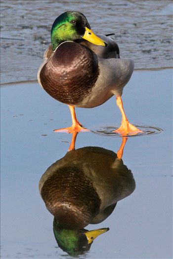 Mallard Duck Reflection RSPB Slatholme by AJ Stoves Photography
