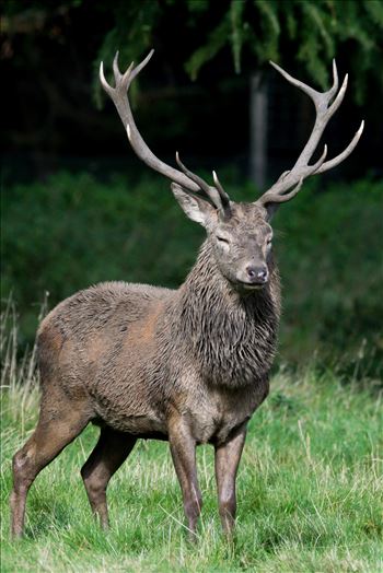 Stag Deer, taken just before the Rutt by AJ Stoves Photography