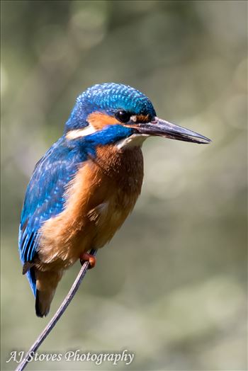 Kingfisher 02 by AJ Stoves Photography